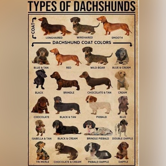 Wiener Dog Funny Coffee Mug Dachshund Doxie 11oz Cup Gift NWT . Brand NEW - Picture 9 of 9